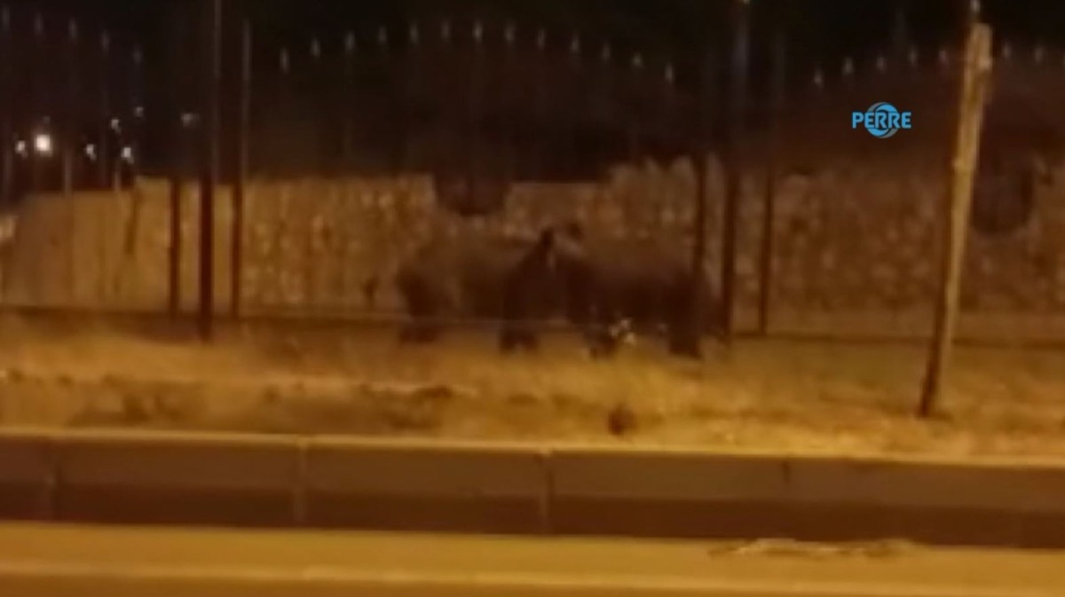 Aç kalan domuzlar şehre indi  - Videolu Haber