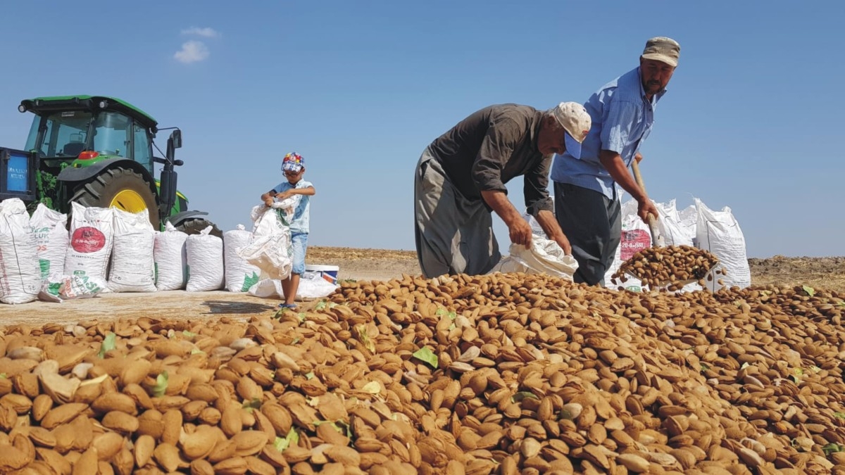 Adıyamanlı badem çiftçileri fiyat bekliyor