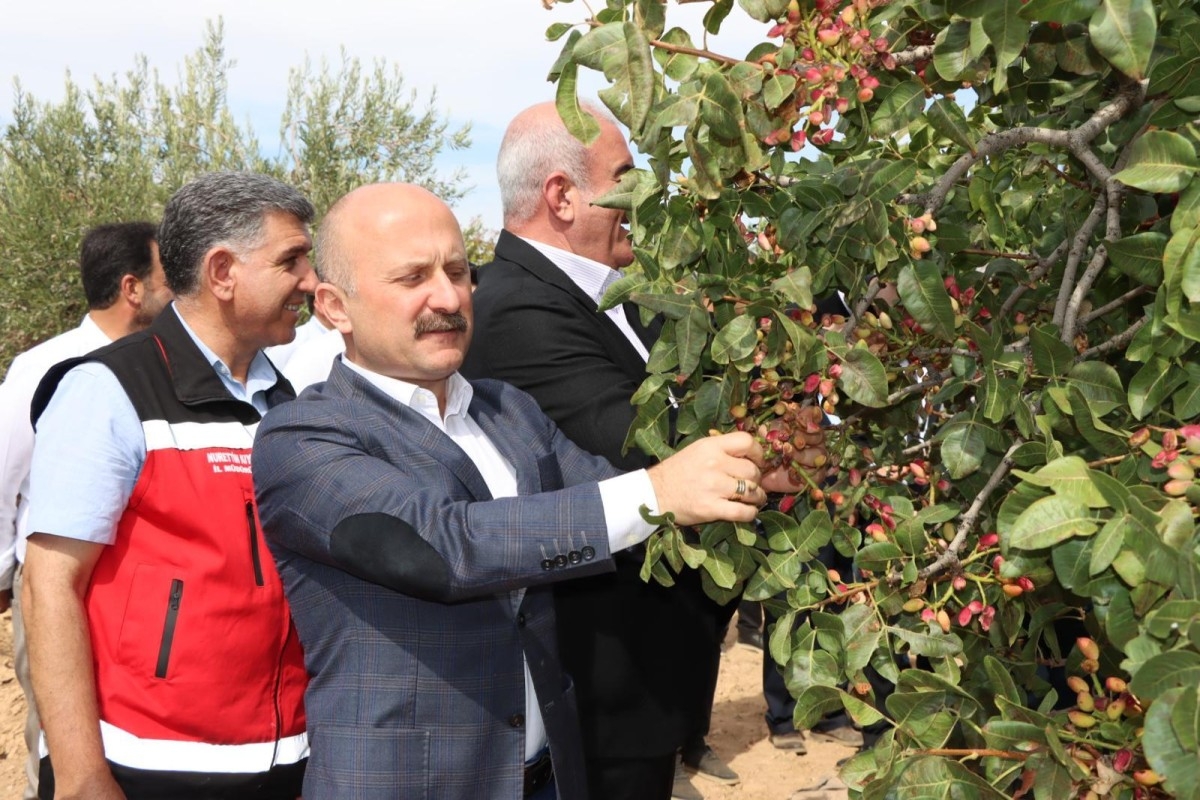 Besni'de fıstık ve badem hasadı düzenlendi