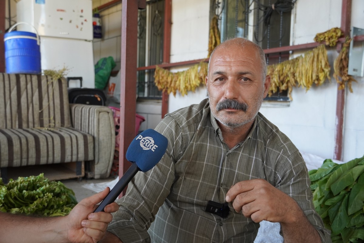 Adıyamanlı tütün üreticileri mağdur: ‘Hem alım gücümüz düştü hem de tütünümüze göz koyuyorlar’  - Videolu Haber