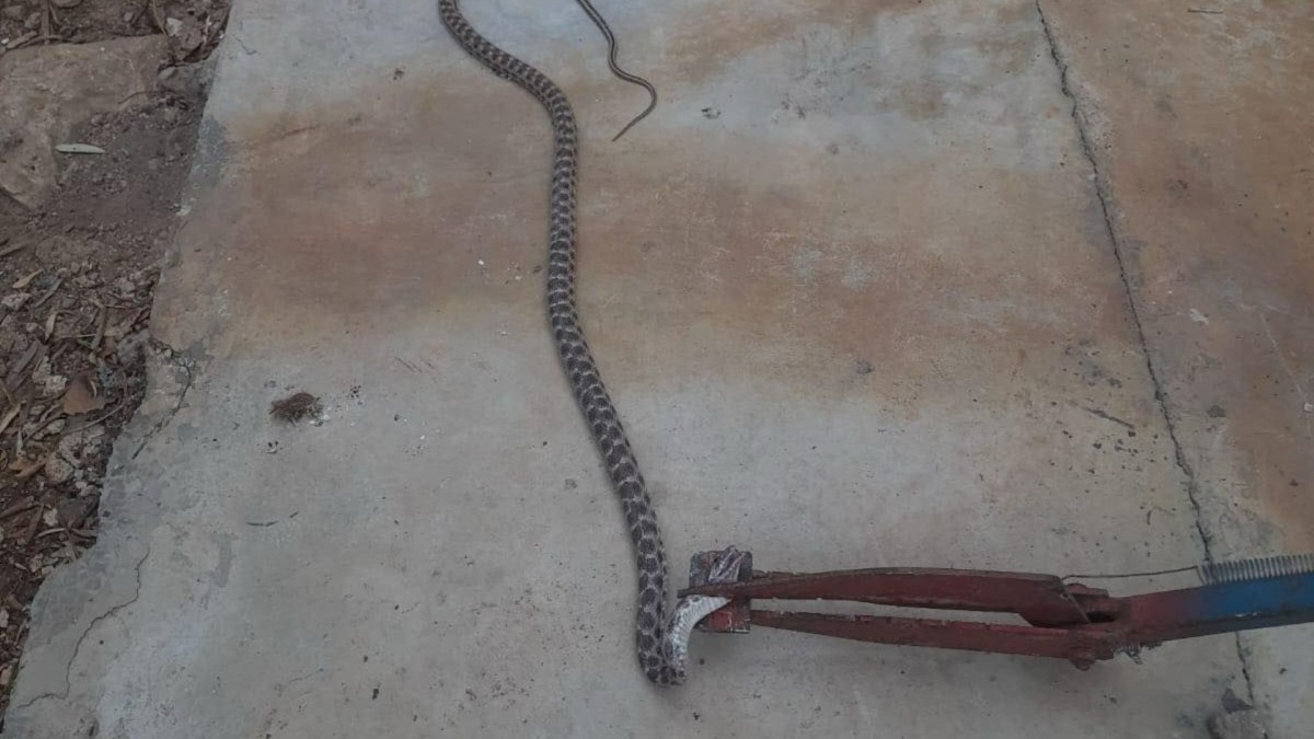 Besni’de, evin ambar bölümüne giren yılan doğaya salındı  - Videolu Haber
