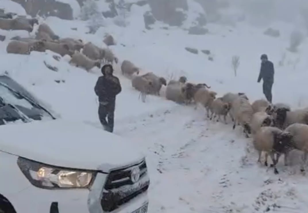 Adıyaman’da karda mahsur kalan 800 küçükbaş hayvan kurtarıldı  - Videolu Haber