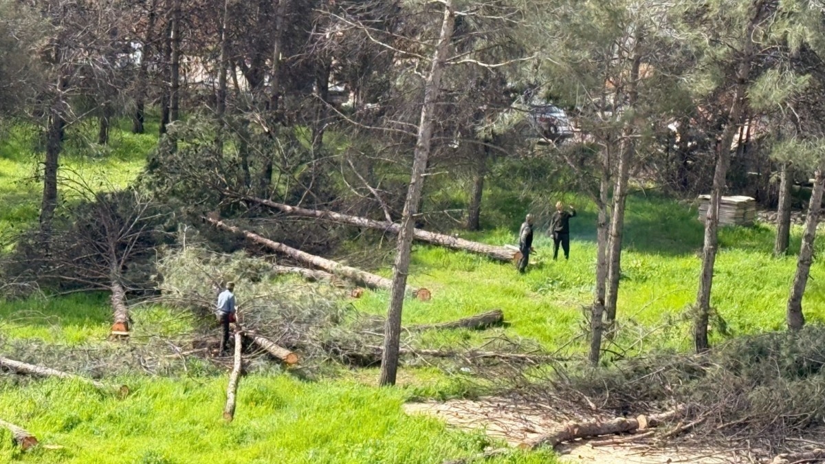 Adıyaman’da ağaç kesimine tepki: Vatandaşlar ‘katliam’ dedi  - Videolu Haber