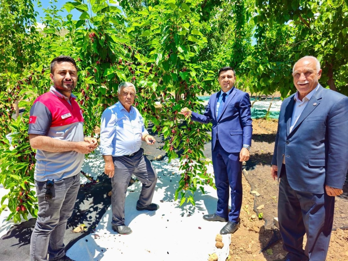 Tut’ta dut hasadı başladı