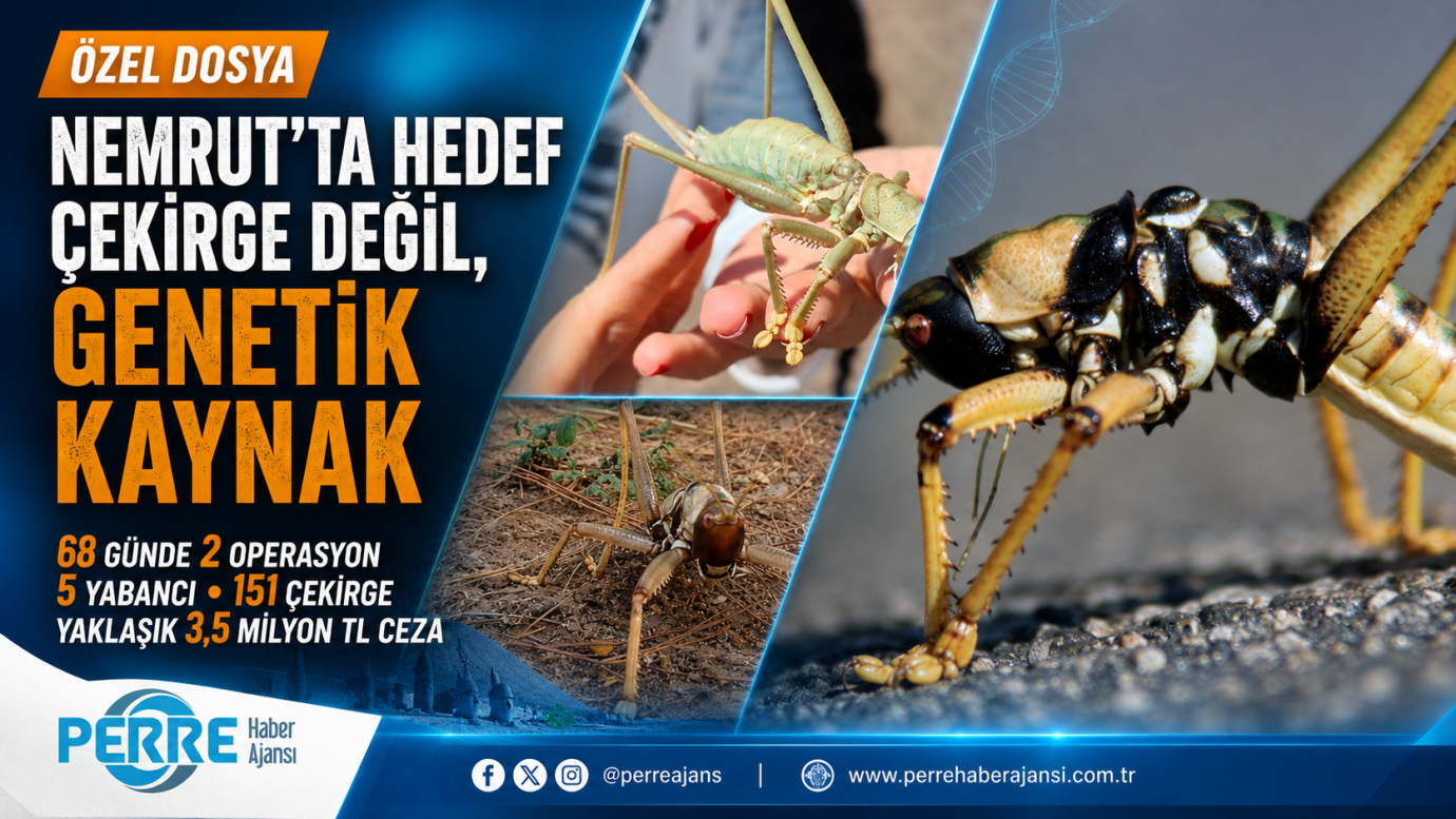 Nemrut’ta hedef çekirge değil, genetik kaynak: 68 günde iki biyokaçakçılık vakası