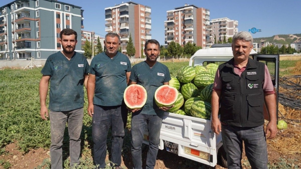 Adıyaman Belediyesinin bostanında yetişen karpuzun kilosu 5 liradan satışa çıktı  - Videolu Haber
