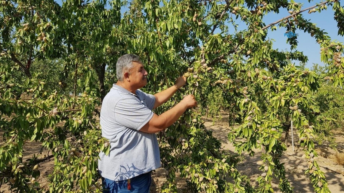 Bir yılda 5 bin dönüm bahçe söküldü: Badem üreticisi hasada fiyat belirsizliğiyle başladı