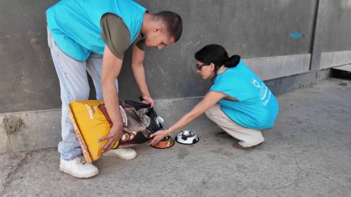 Adıyaman’da sokak hayvanları için 20 beslenme noktası oluşturuldu  - Videolu Haber